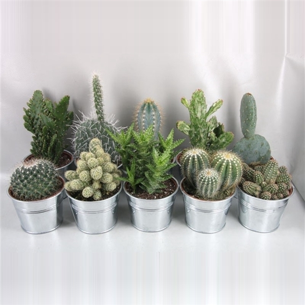 <h4>318 Cactus in Zinken pot 12 cm</h4>