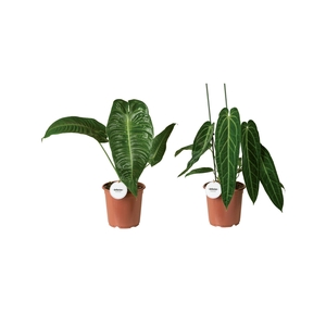 Anthurium Mix Hoog