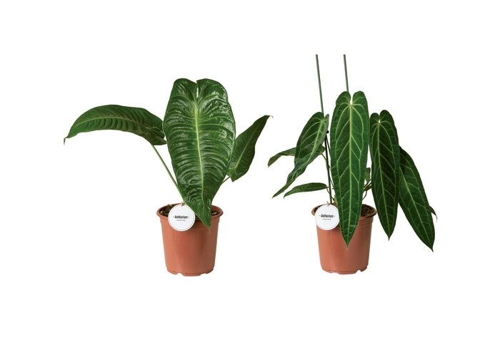 <h4>Anthurium Mix Hoog</h4>