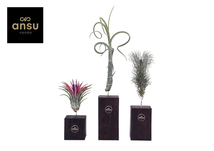 <h4>Tillandsia Burnt Wood Trio</h4>