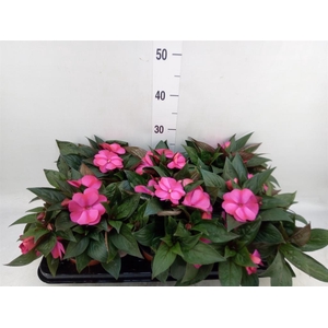 Impatiens NG 'ColPow Purple Flame'