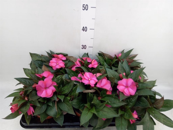 <h4>Impatiens NG 'ColPow Purple Flame'</h4>
