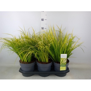 Acorus gramineus 'Ogon'