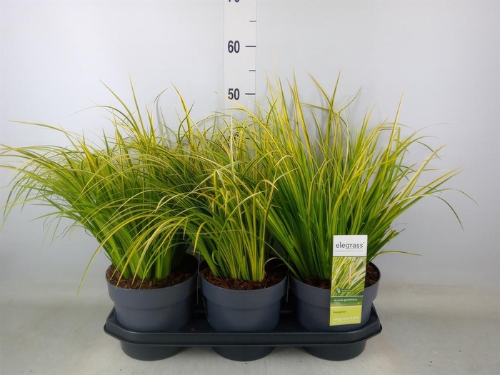 <h4>Acorus gramineus 'Ogon'</h4>