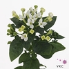 Bouvardia Single White Verde | A2