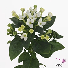 Bouvardia single White Verde