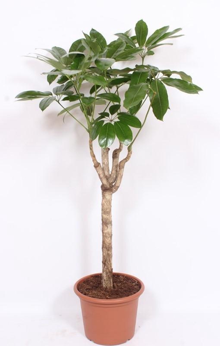 <h4>Schefflera actinophylla 'Amate’</h4>