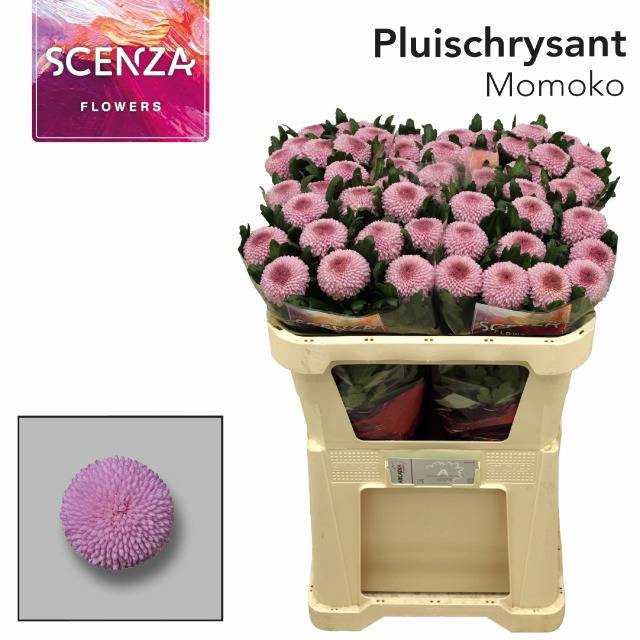 <h4>Chrys 1d Momoko pp rosa</h4>
