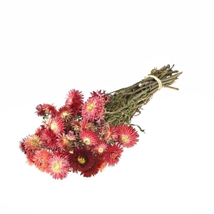 Helichrysum natural ruby red