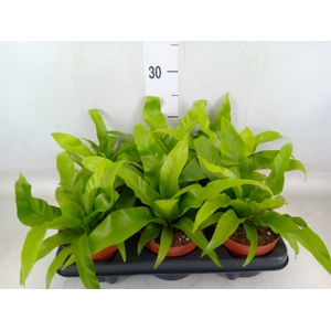 Asplenium antiquum