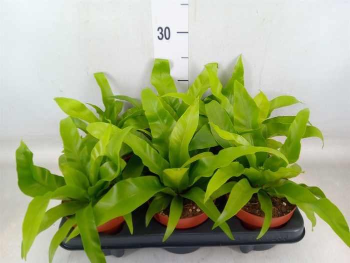<h4>Asplenium antiquum</h4>