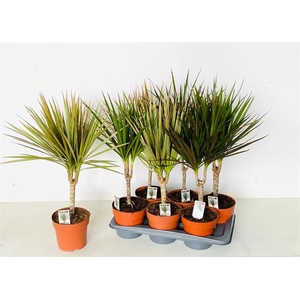 Dracaena Marginata mix 17Ø 60cm 1pp