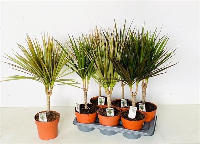 Dracaena Marginata mix 17Ø 60cm 1pp