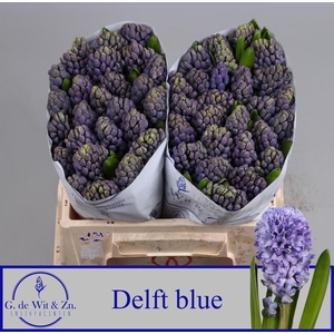 HYAC DELFT BLUE