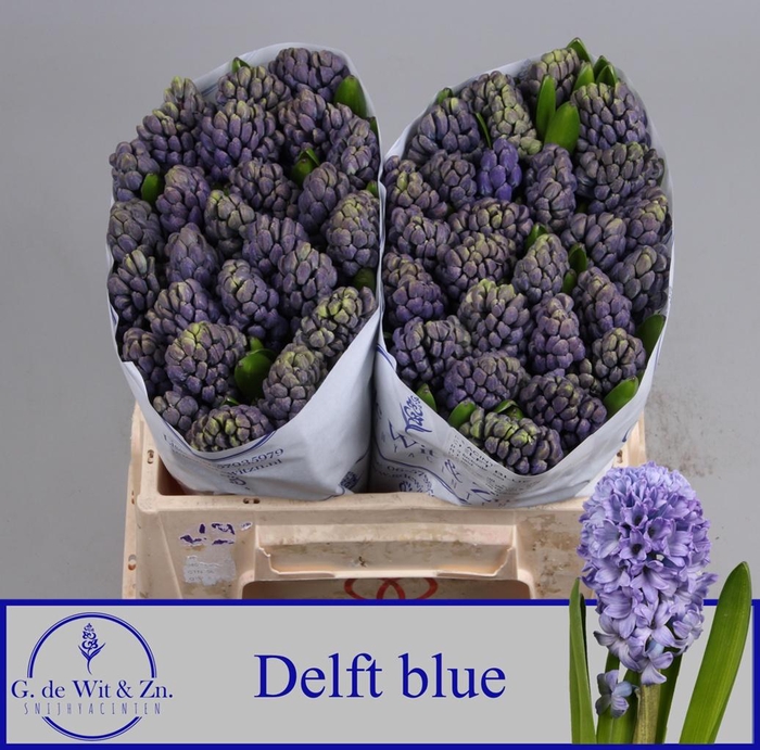 <h4>HYAC DELFT BLUE</h4>