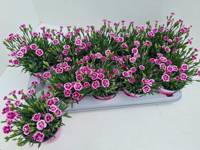 <h4>DIAN DI PINK KISSES</h4>