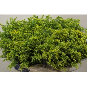 SOLI GOLDEN GLORY 30 GR.