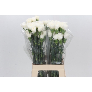 Dianthus St Moonlight