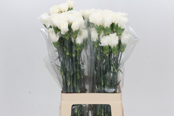 <h4>Dianthus St Moonlight</h4>