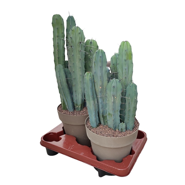 <h4>MYRTILLOCACTUS GEOMETRIZANS - POT Ø 20 (CACTUS)</h4>