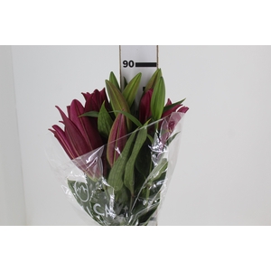 LIRIO TOUCHSTONE 090 CM HT 3/5 FLS