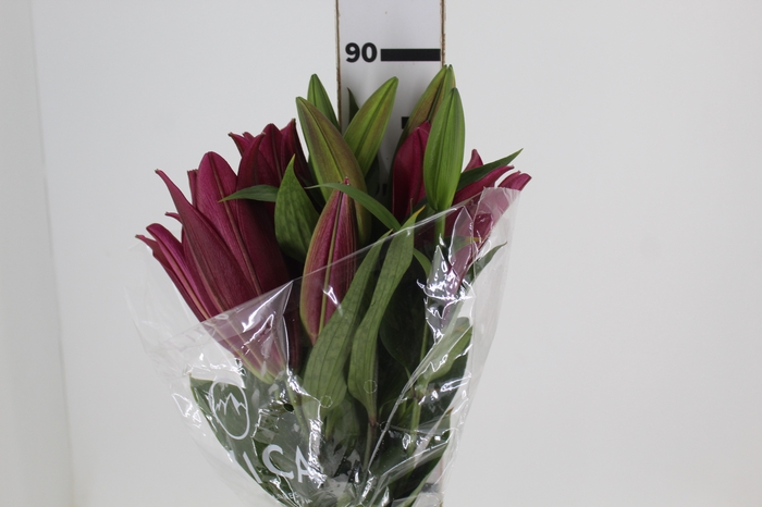 <h4>LIRIO TOUCHSTONE 090 CM HT 3/5 FLS</h4>