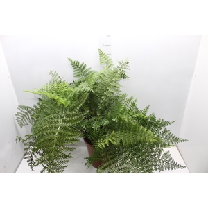 ASPLENIUM PARVATI P24