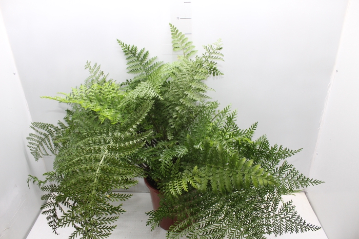 <h4>ASPLENIUM PARVATI P24</h4>