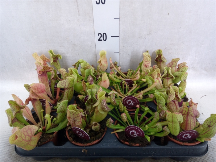 <h4>Sarracenia   ...</h4>