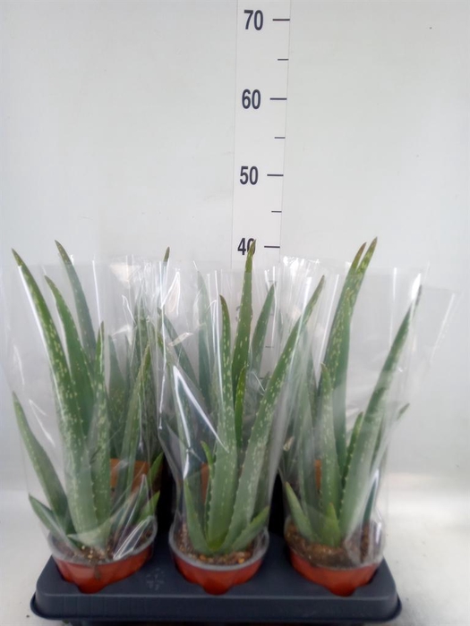<h4>Aloe vera</h4>