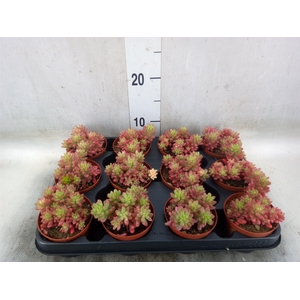 Sedum rubrotinctum 'Aurora'