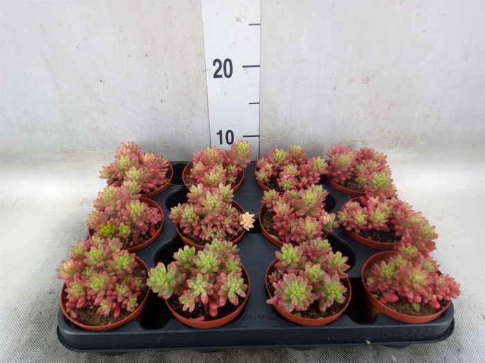 <h4>Sedum rubrotinctum 'Aurora'</h4>