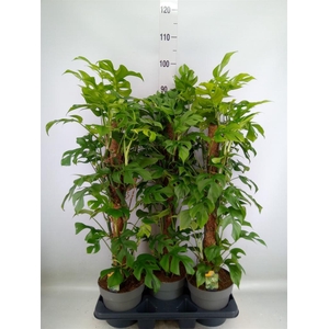 Philodendron   ...