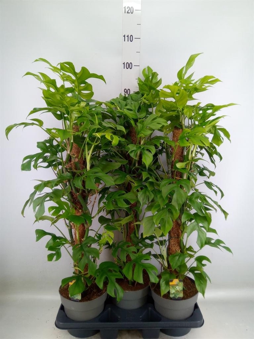 <h4>Philodendron   ...</h4>