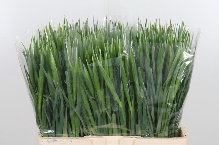 <h4>Iris Blue Magic</h4>