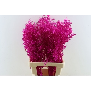 Pres Ruscus Cerise P Stem