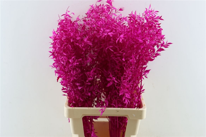 <h4>Pres Ruscus Cerise P Stem</h4>
