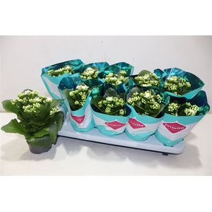 arr8 Kalanchoe Double Deluxe Whitei