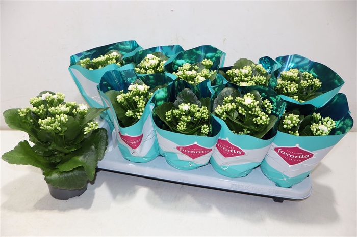 <h4>Kalanchoe Double Deluxe White</h4>
