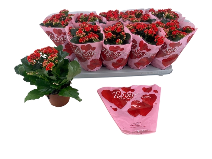 <h4>KAL GE PERFECTA RED</h4>