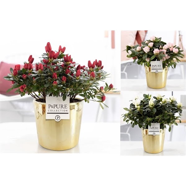 <h4>1st class Azalea mix in P&PURE Laryssa ceramics shiny gold</h4>