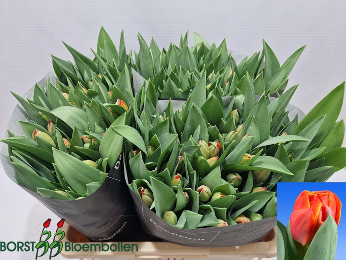 <h4>Tulipa do queensday</h4>