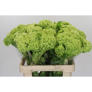 Viburnum Opulus Roseum