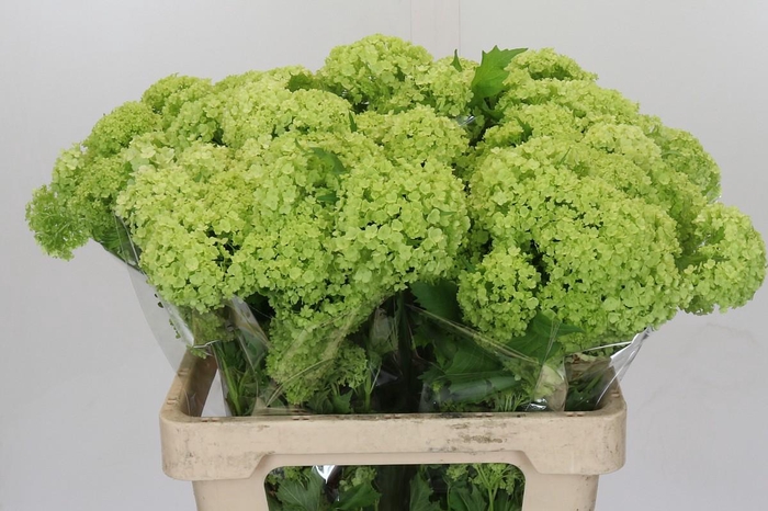 <h4>Viburnum Opulus Roseum</h4>