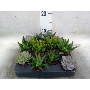 Succulents   ...mix 6