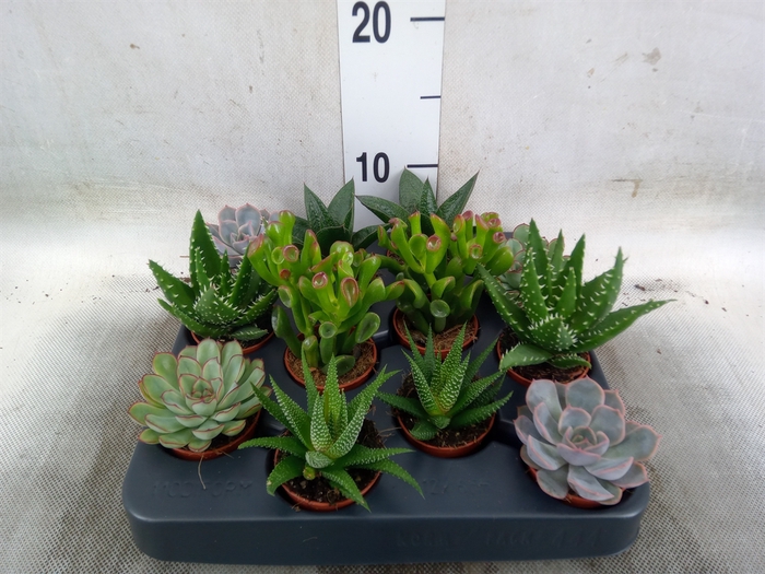 <h4>Succulents   ...mix 6</h4>