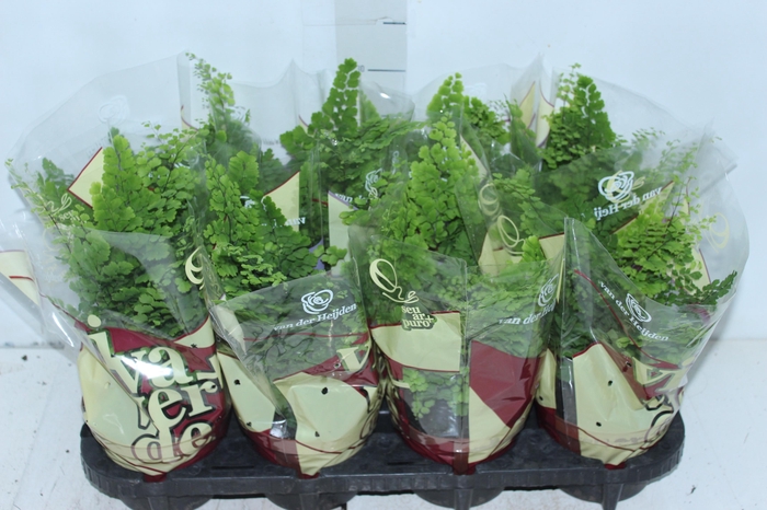 <h4>AVENCA VARIADA P14</h4>