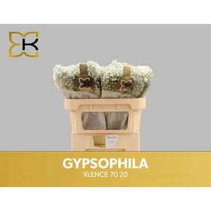 GYPS PA XLENCE