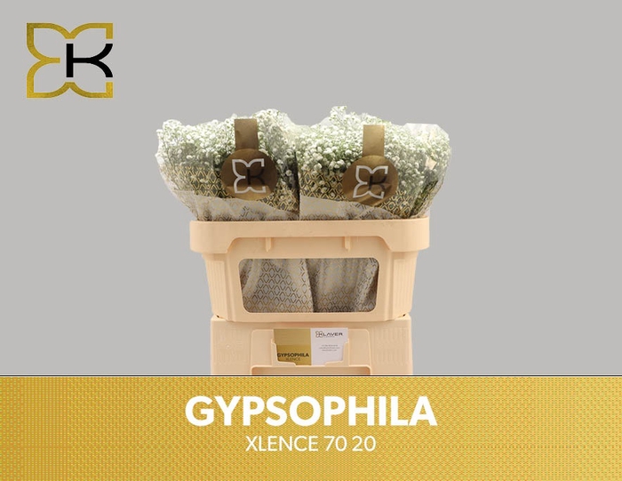 <h4>GYPS PA XLENCE</h4>