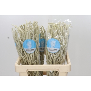 Amaranthus Yearming Desert